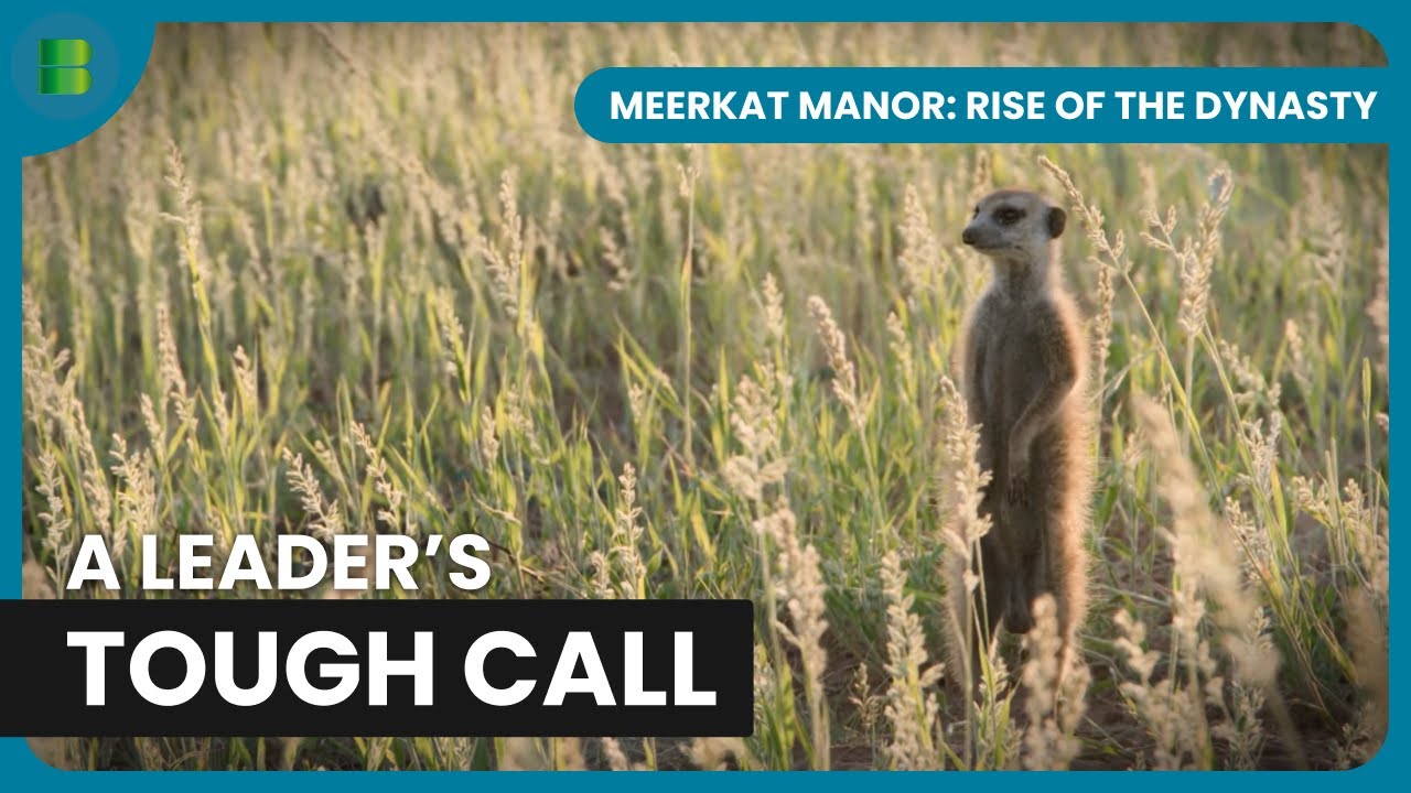 Retreat to Save Meerkat Family | Meerkat Manor: Rise of the Dynasty