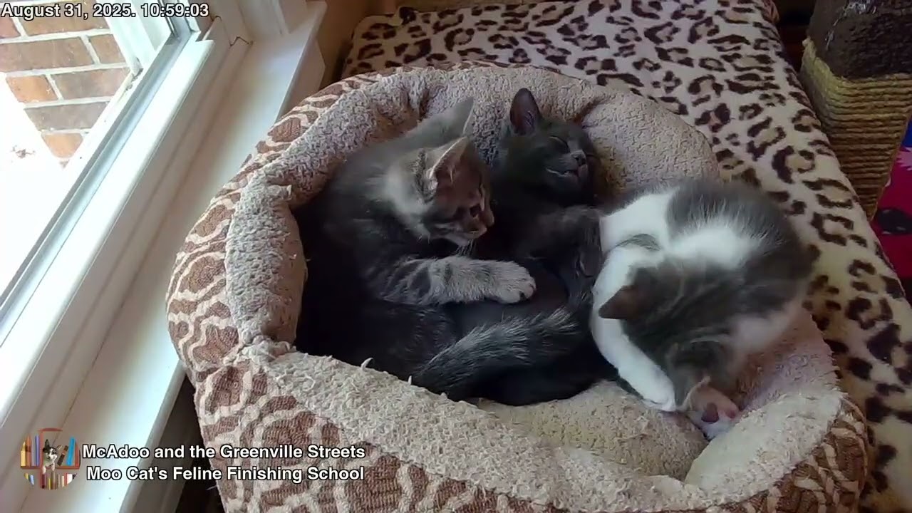 Moo Cat's Feline Finishing School - Where Kittens Sleep