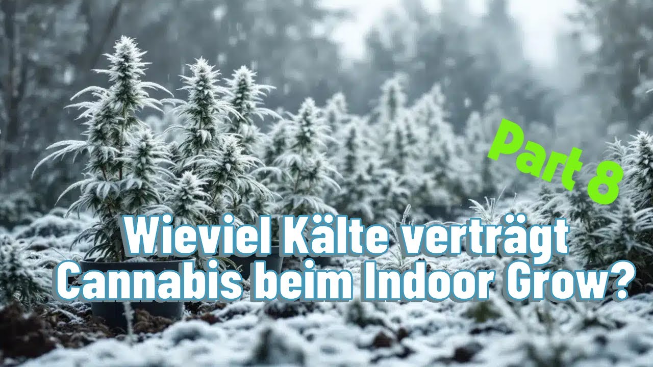 Wieviel Kälte veträgt denn Cannabis eigentlich.