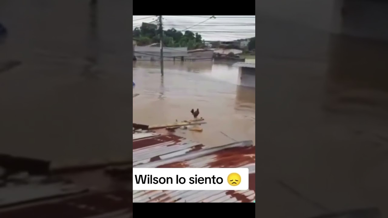 Wilson lo siento😭 #wilson #viral