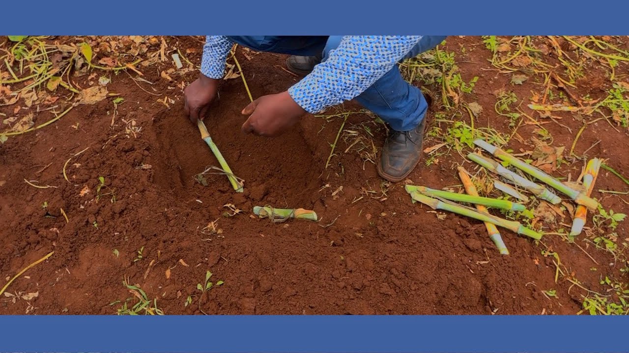 BEST WAY TO PLANT SUPER NAPIER SUCCESSFULLY