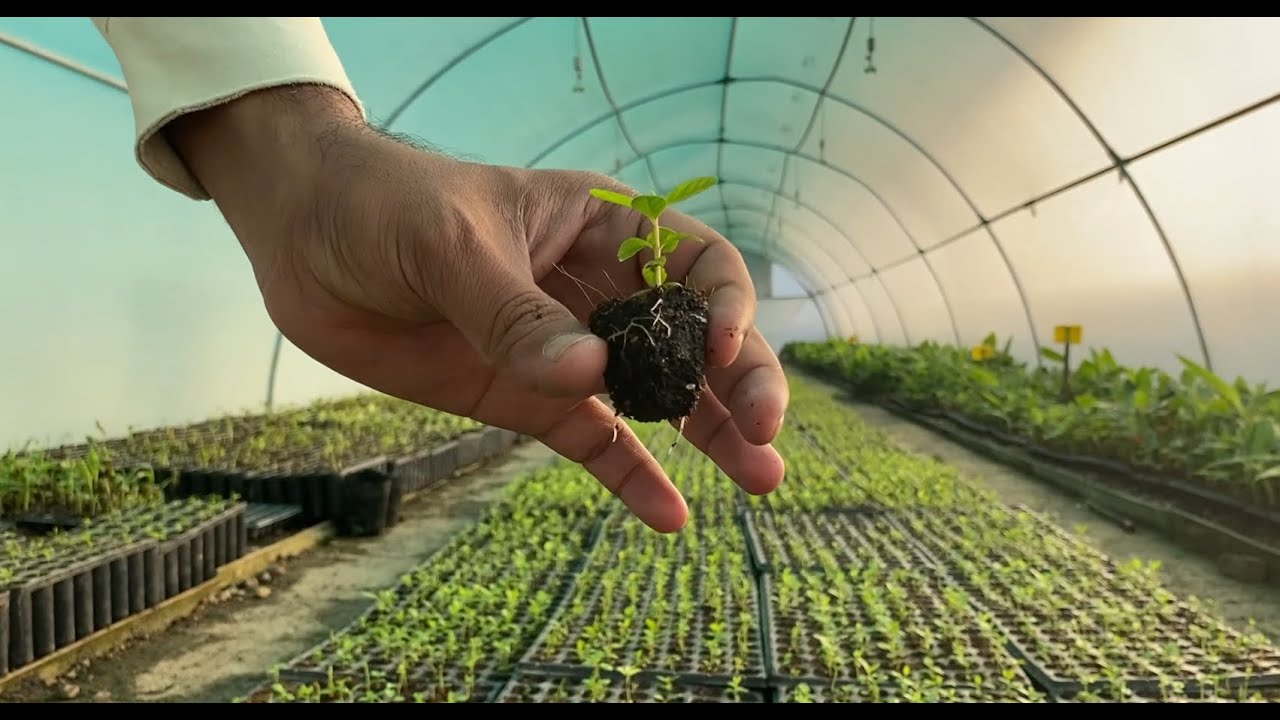 ##Tissue culture techniques for production of guava plants###