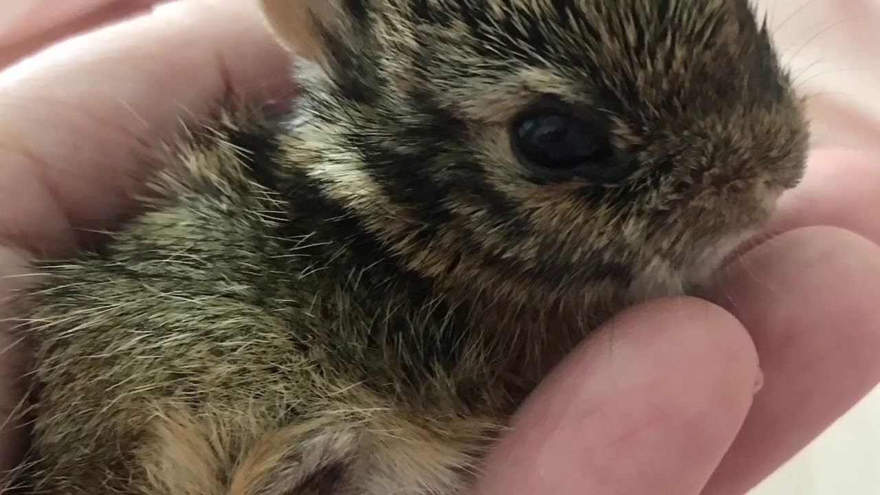 BABY COTTONTAIL BUNNY RESCUED FROM BEAGLE | NEWBORN TO 3 WEEKS OLD