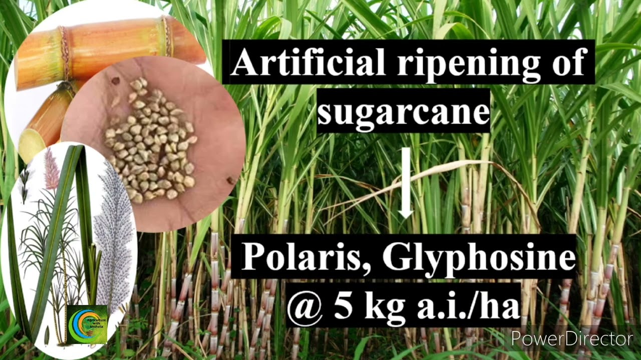 Important points on Sugarcane, Part- 2 # JRF, SRF, AO, ARS, All Agri Exams #