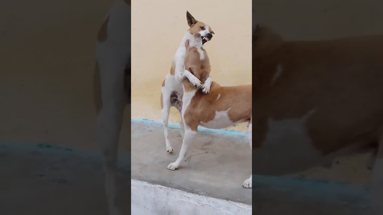 dog 
