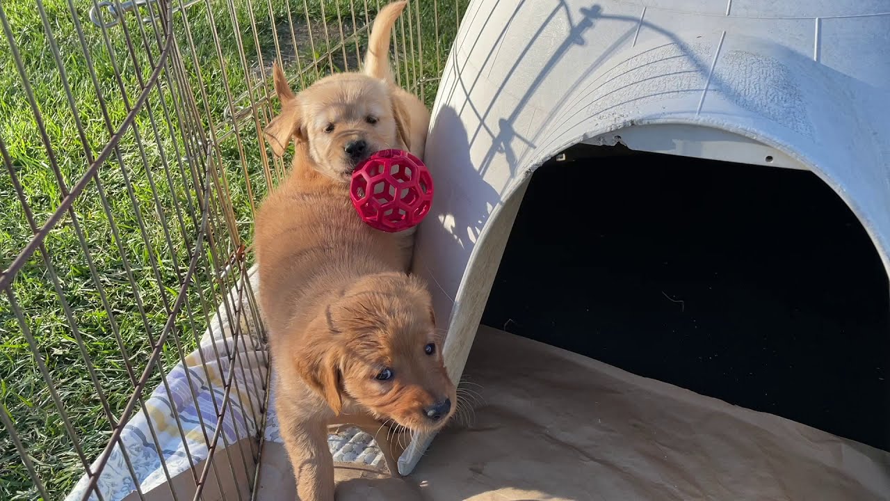 The Internet of Experiences: Golden Retriever Buckyball