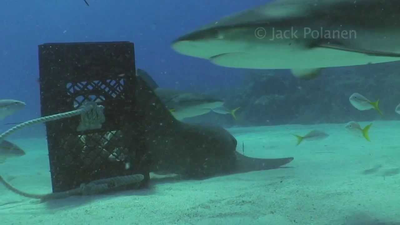 Nurse Sharks are cute!