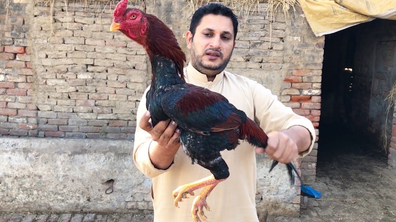 Kamaliya breed collection of Ch Tariq Mahmood by Nadeem shah aseel