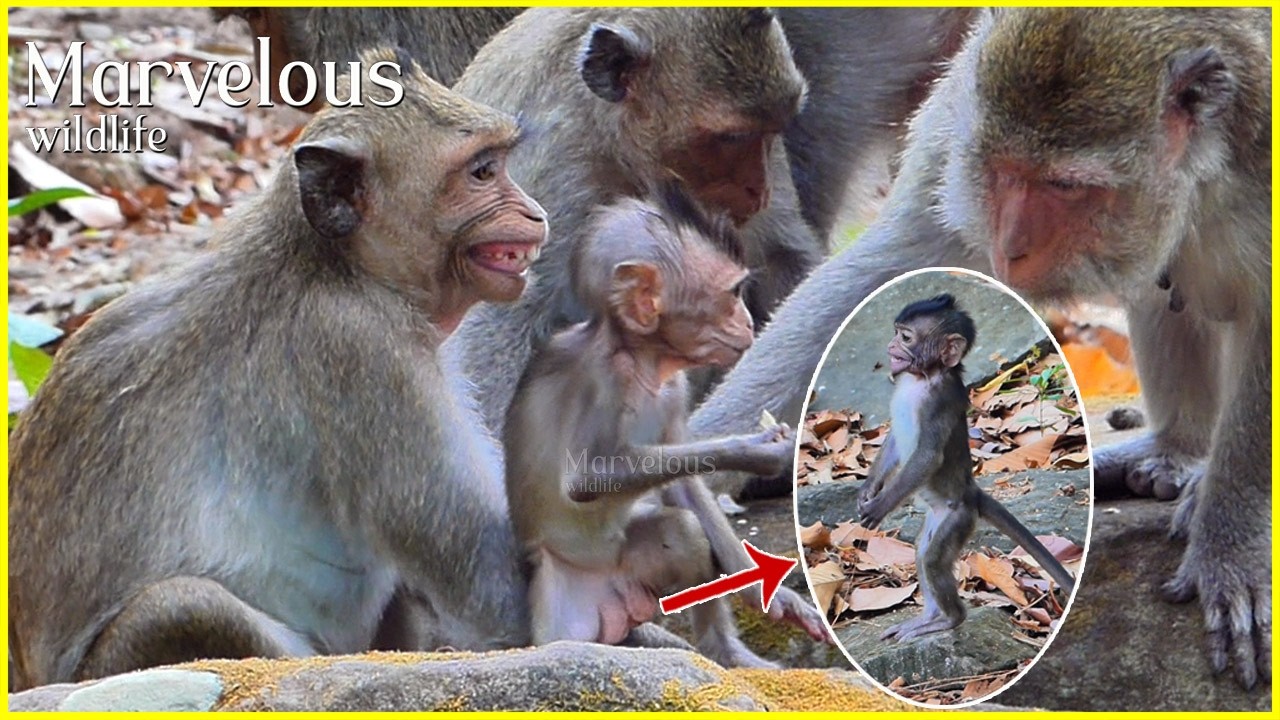 Monkey Jazzy family, Adorable Jiva's intelligence when met Mak, Jonna respects Piper for s@fety