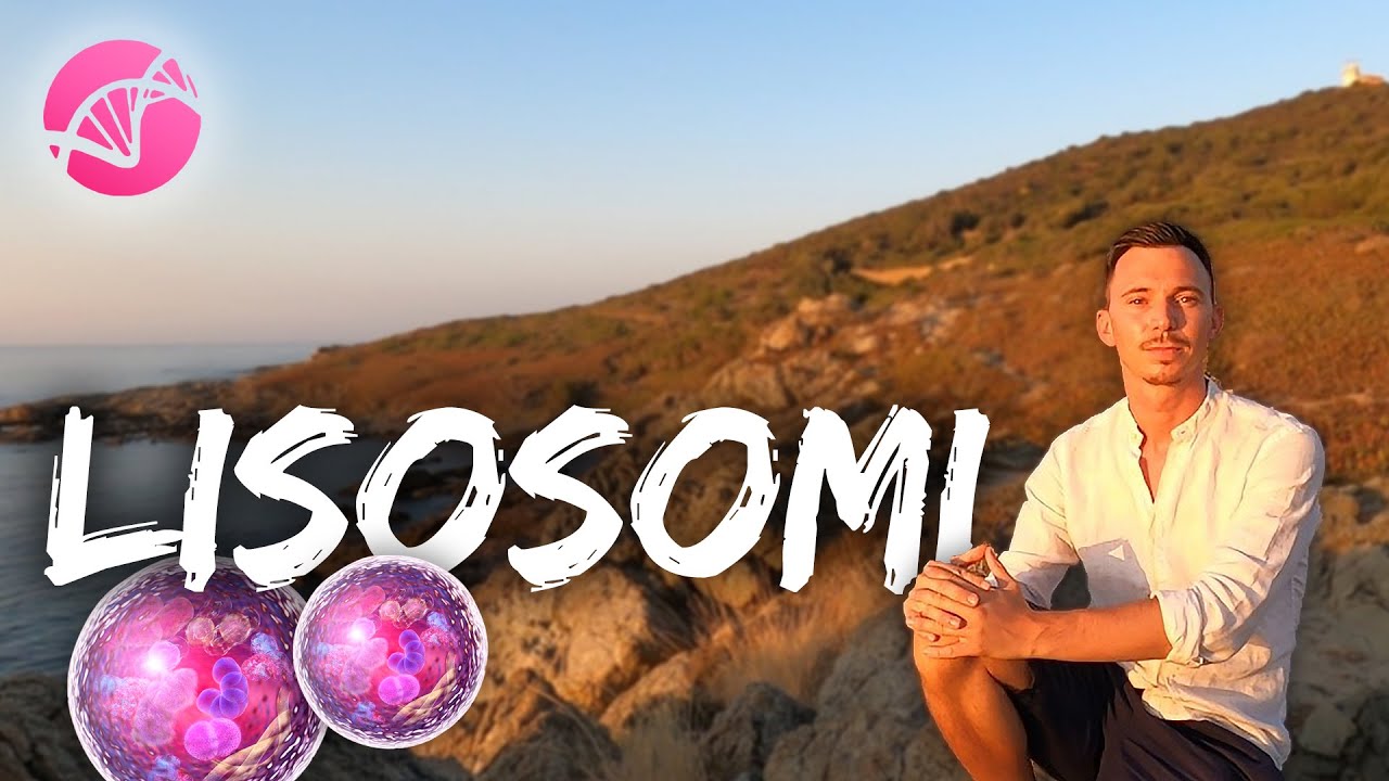 LISOSOMI - Caratteristiche e funzioni | Organelli Cellulari