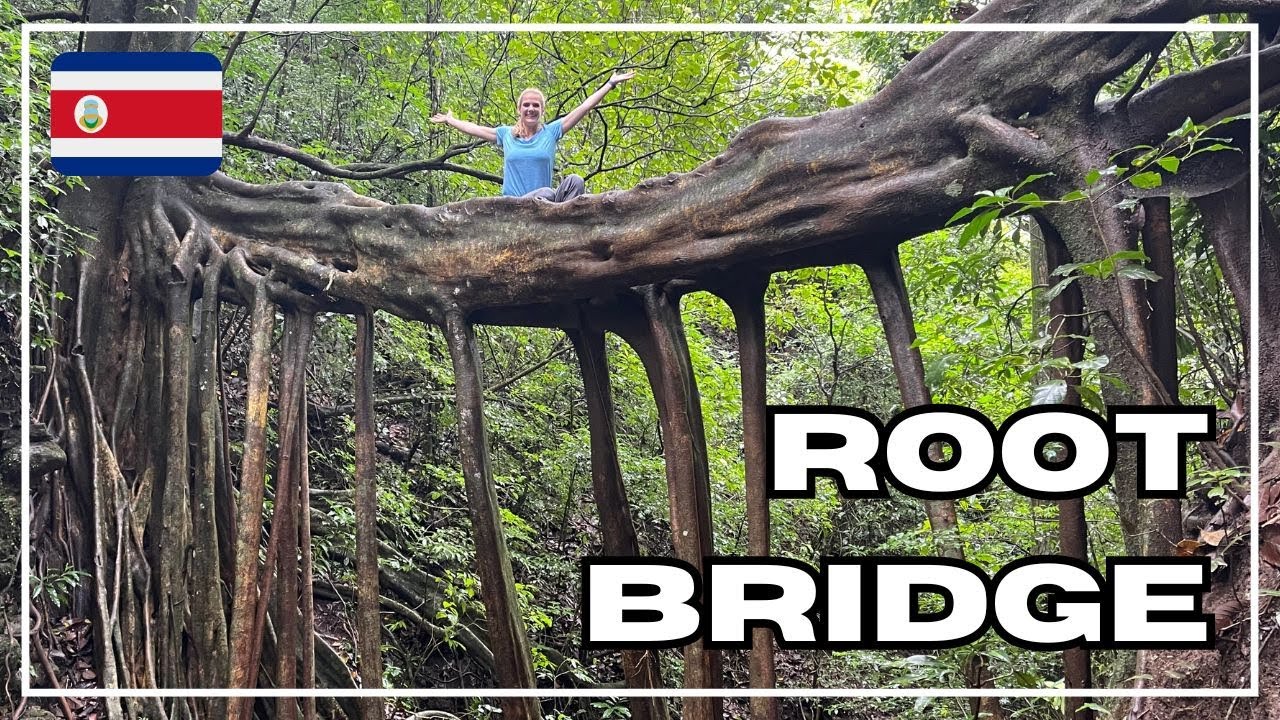 Amazing Bridge Made of Tree Roots in Monteverde, Costa Rica!