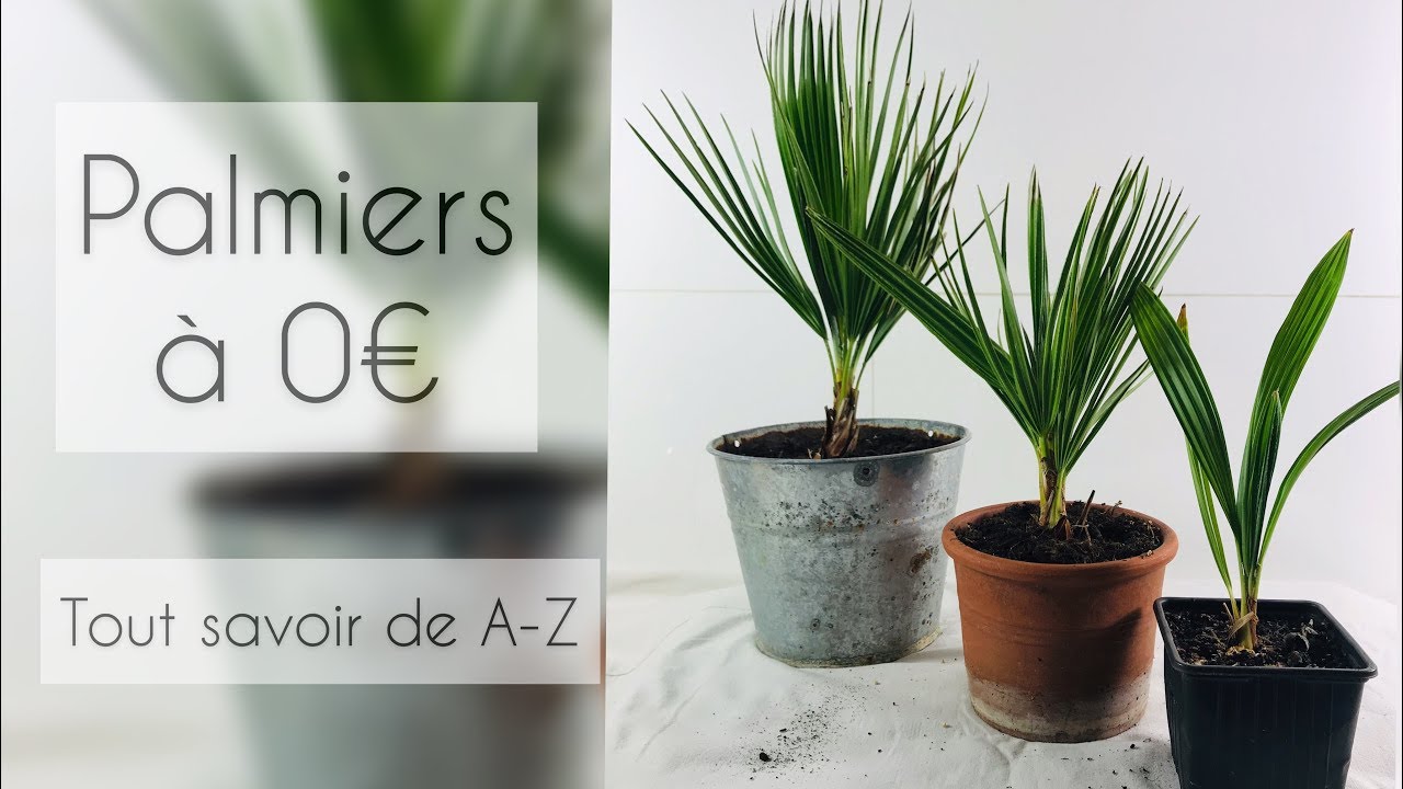 PALMIERS POUR 0€ ? TOUT SAVOIR DE A-Z #DIY