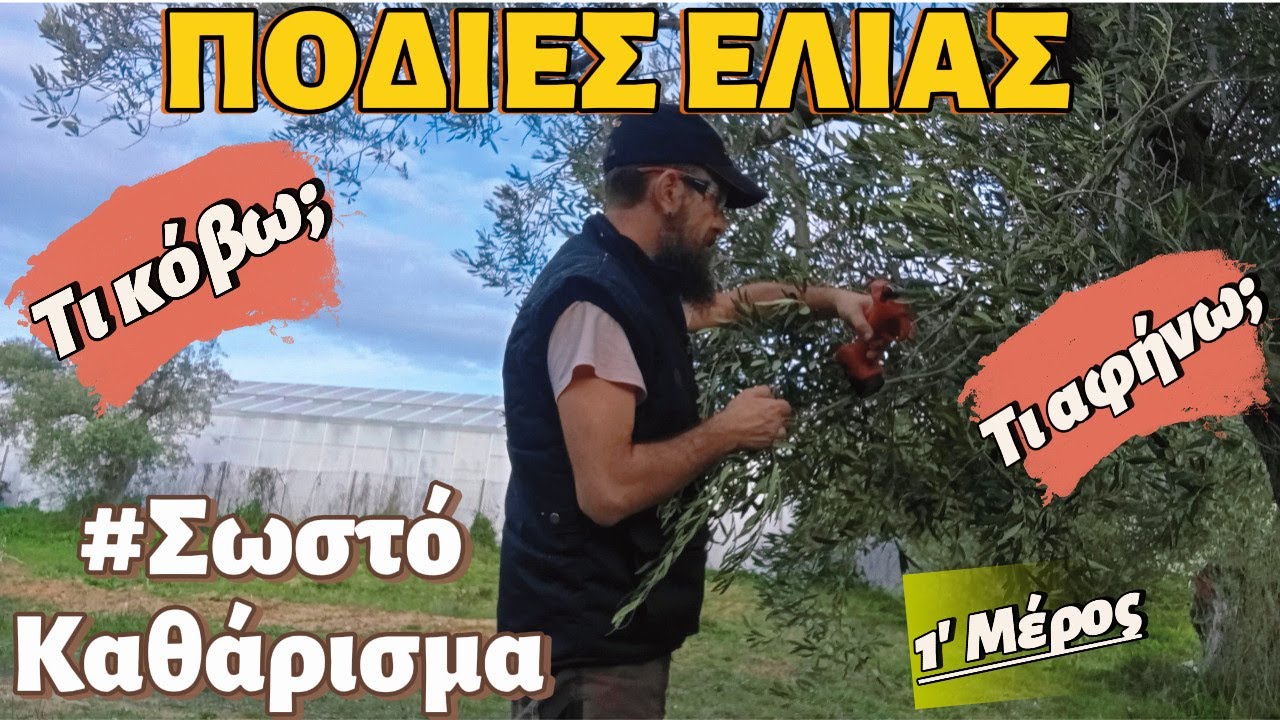 ΠΟΔΙΕΣ ΕΛΙΑΣ-ΠΩΣ ΚΑΘΑΡΙΖΩ ΣΩΣΤΑ-ΤΙ ΝΑ ΚΟΨΩ ΚΑΙ ΝΑ ΑΦΗΣΩ-ΠΛΗΡΗΣ ΑΝΑΛΥΣΗ-ΣΧΟΛΙΑ #pruning #κλάδεμα