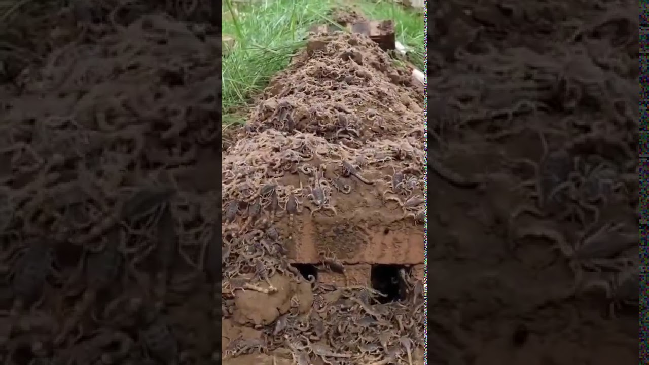 NGE WALIVOJAA JUU YA KABURI LA MTU MAARUFU