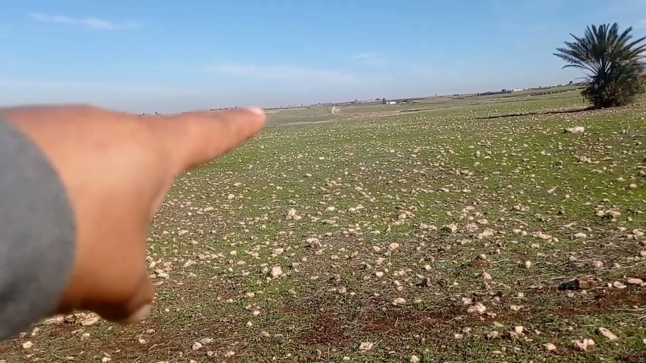 4 هكتار 7000 مترو محافظه ثمن همزه اللي بغاها الهاتف نواحي الجديدة 0663143932 اولاد حمدان