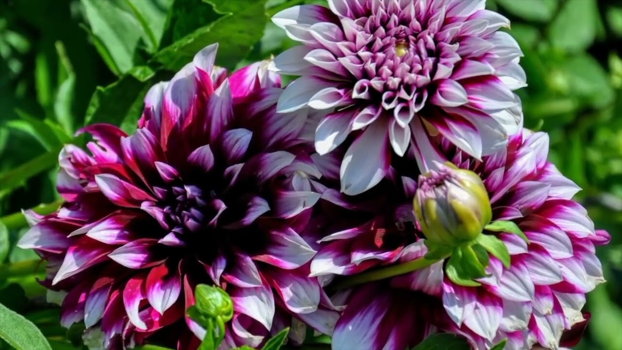 Opwekking 399 Vader God 1B