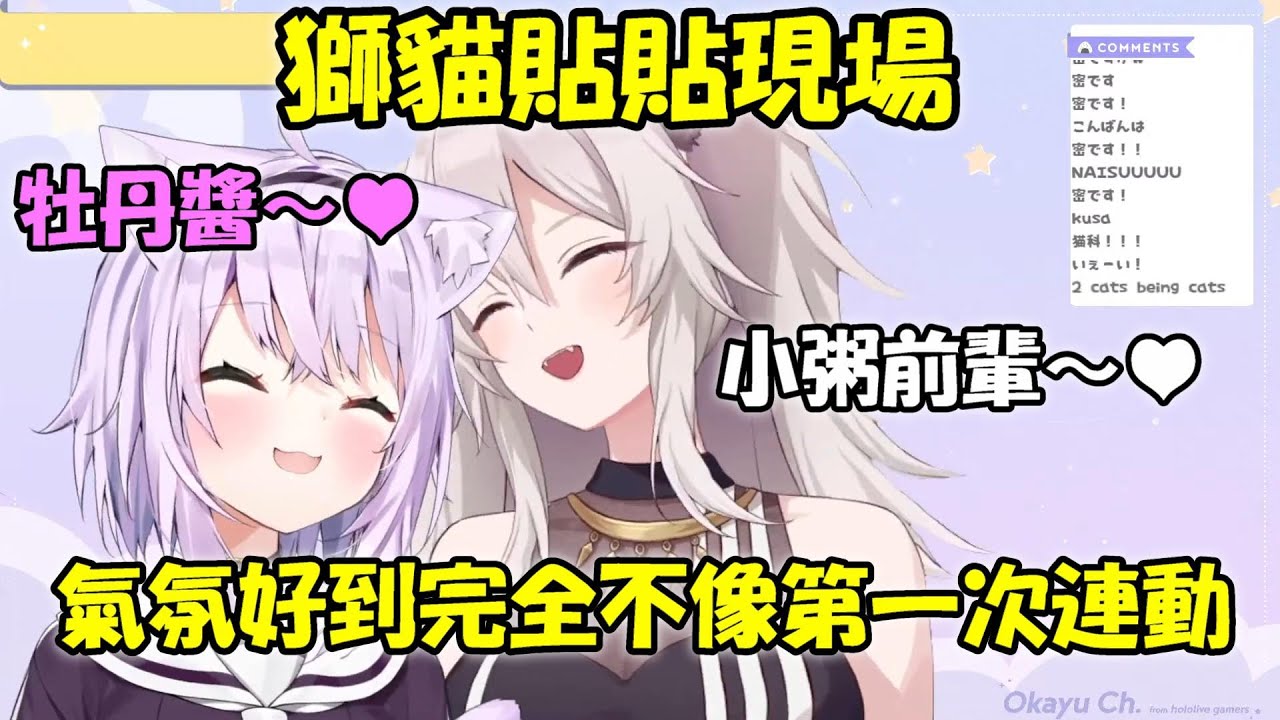 【貓又小粥 x 獅白牡丹】獅貓貼貼現場合集!!氣氛從未冷場....感情好到不像第一次連動!!!【Hololive/ホロライブ】【vtuber中文字幕】