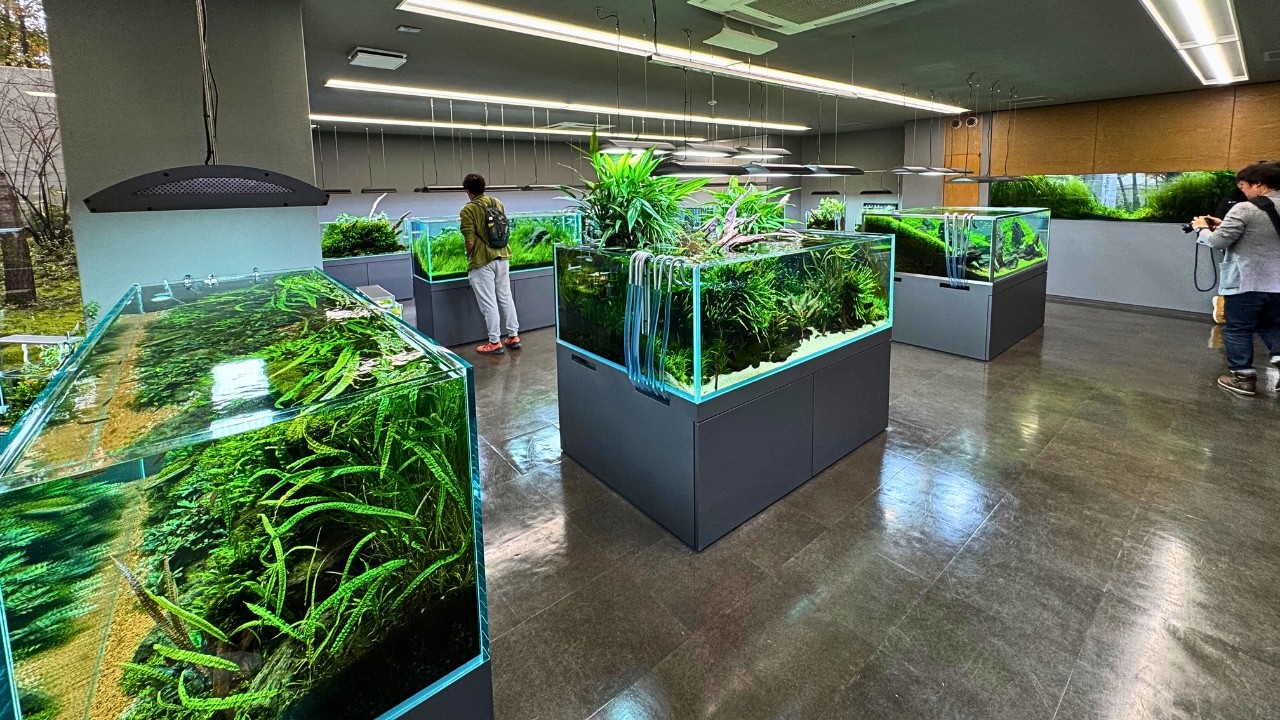 FULL TOUR OF THE ADA NATURE AQUARIUM GALLERY IN JAPAN!