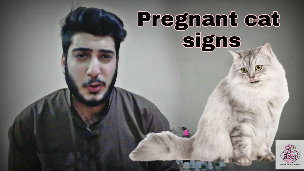 Cat pregnancy symptoms and signs| how to know if your cat is pregnant in urdu/hindi | CHUBBY MEOWS