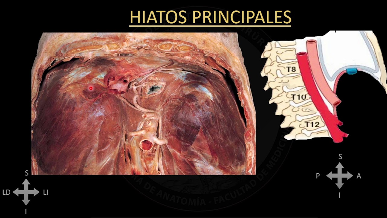 DIAFRAGMA, INSERCION Y SUS HIATOS