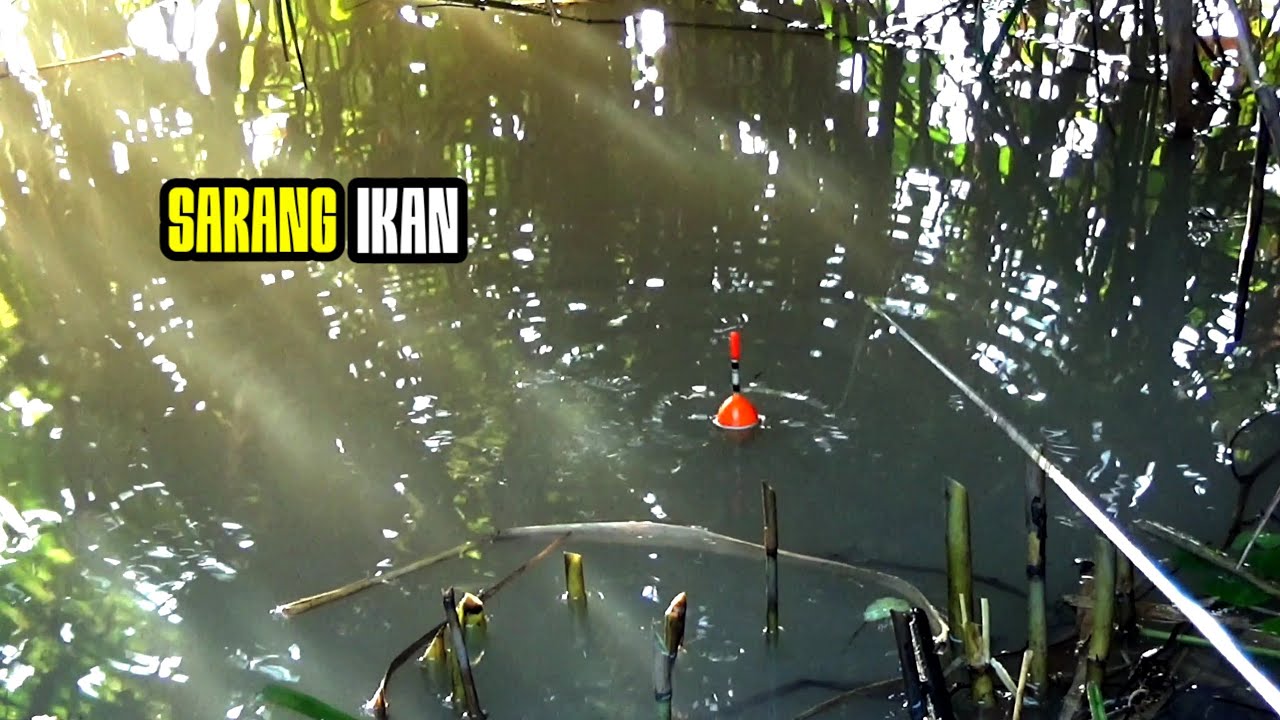 Yatuhan!!! Pemancing kewalahan ketemu spot banyak Ikanya 