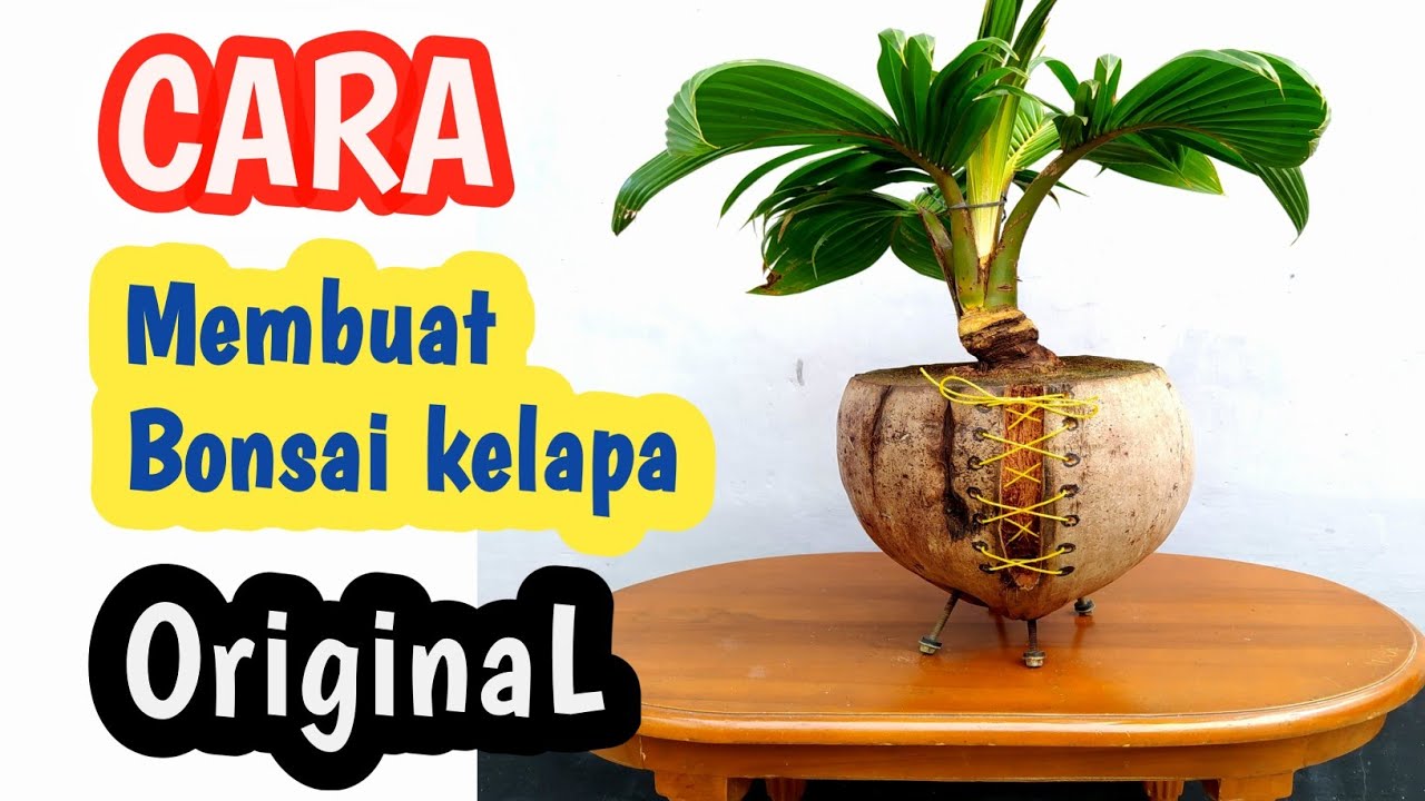 CARA MEMBUAT BONSAI KELAPA ORIGINAL