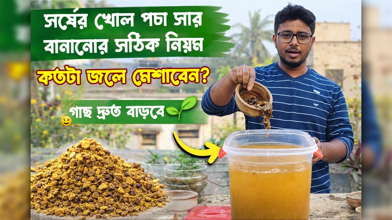 সর্ষের খোল পচা সার বানানোর সঠিক নিয়ম | কতটা জলে মেশাবেন? | গাছ দ্রুত বাড়বে 🌱