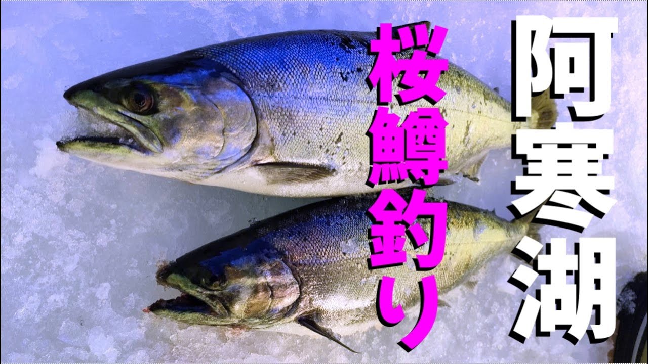 阿寒湖　桜鱒釣り　2024 2　ワカサギも桜鱒も絶好調！