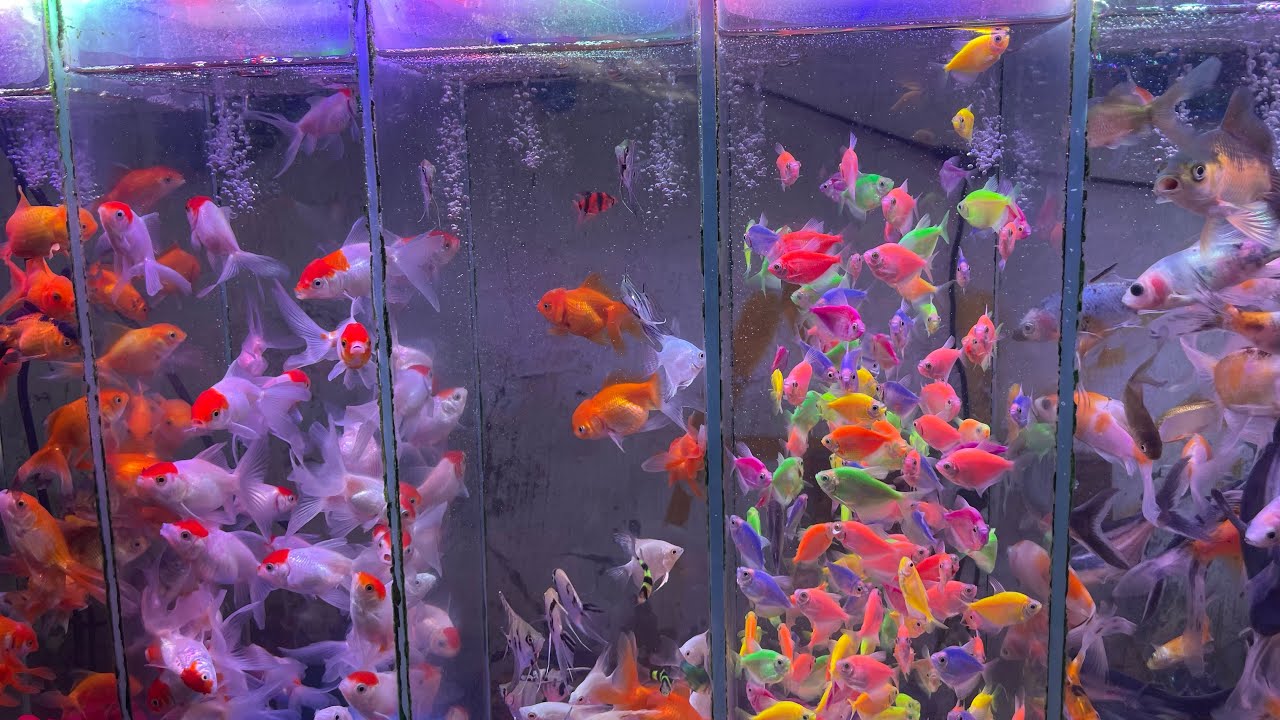 Namangan akvarium baliqlar bozori
