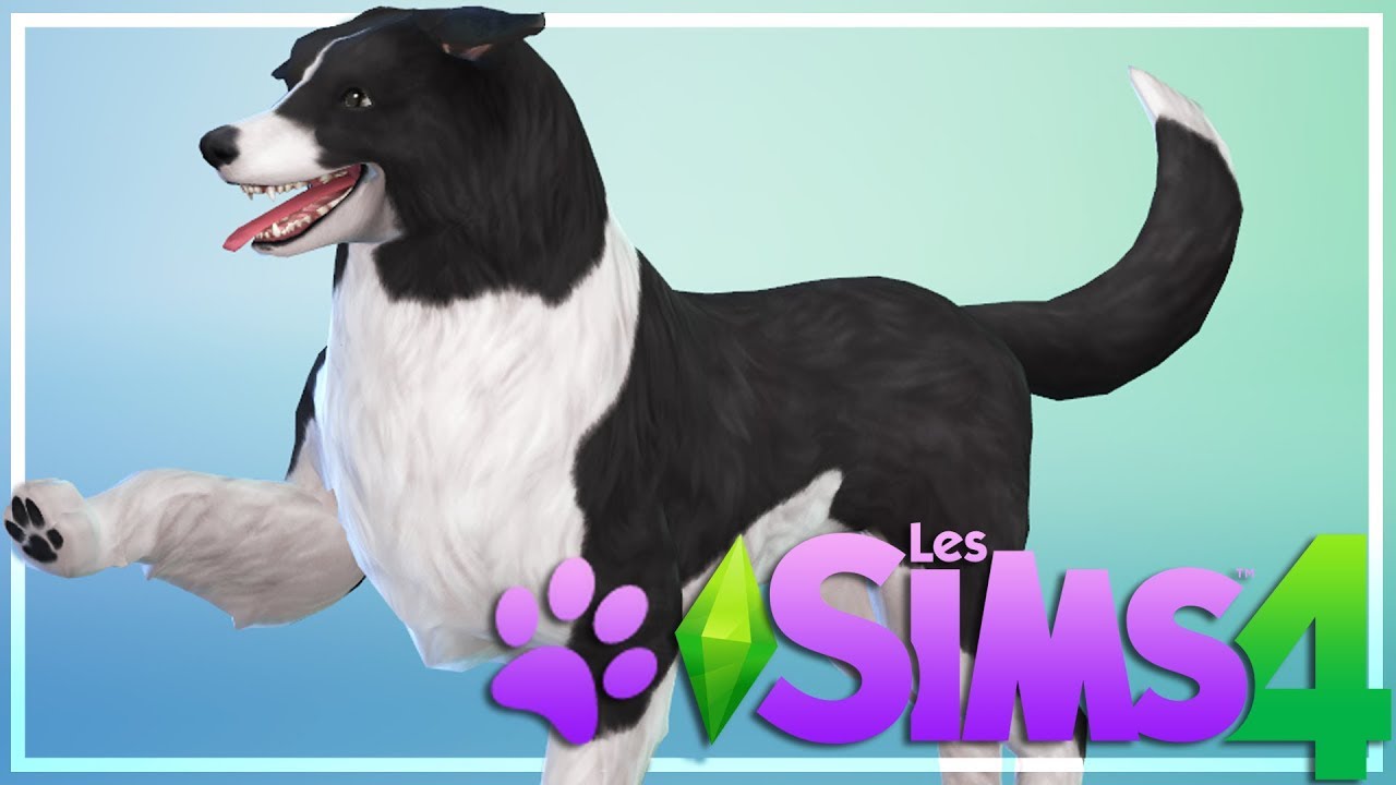 Challenge création chien : 