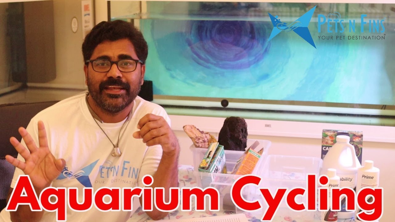 അക്വാറിയം സൈക്ലിംഗ് എന്ത്, എങ്ങിനെ, എപ്പോൾ ചെയ്യണം?  വലിയ നഷ്ടങ്ങൾ ഒഴിവാക്കാൻ കണ്ടിരിക്കേണ്ട വീഡിയോ