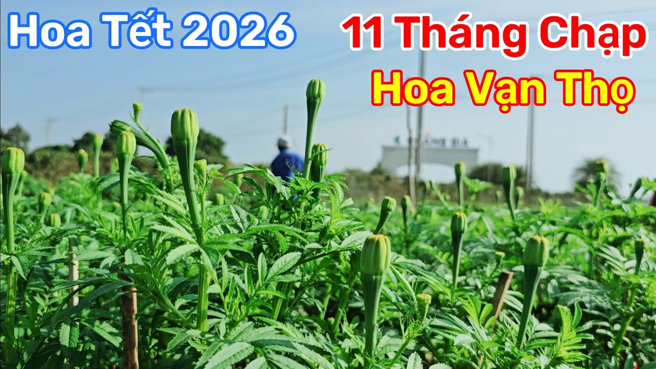 Hoa Tết 2026 Hoa Vạn Thọ Ngày 11 Tháng Chạp Những Nụ Hoa Đã Nhú Lên Rất Đẹp 