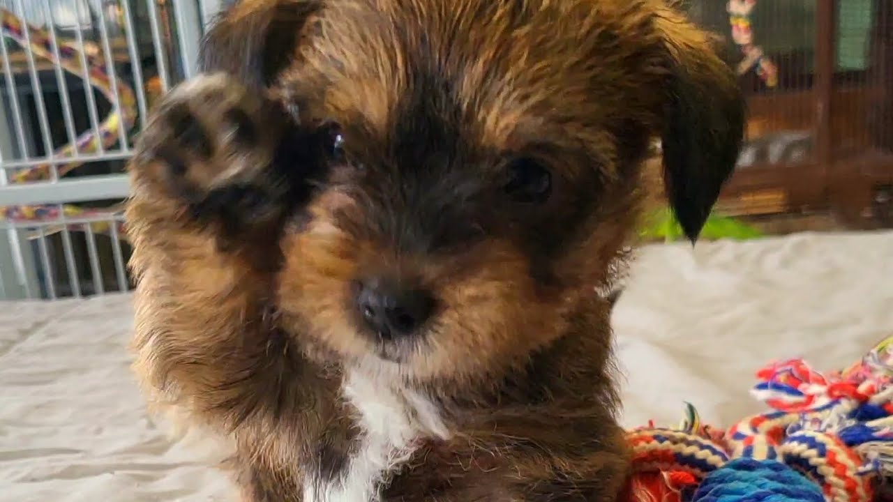 Meet The 🐶 Puppies @petsworldRiverdale