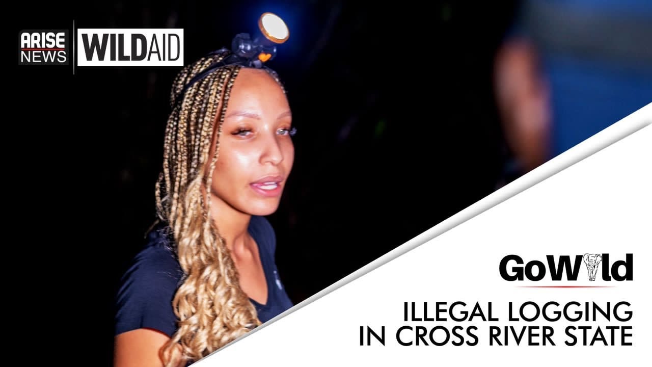 ILLEGAL LOGGING IN CROSS RIVER STATE - GO WILD