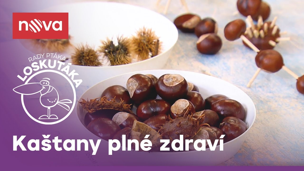 Kaštan koňský je zdravý I Rady ptáka Loskutáka I Nova