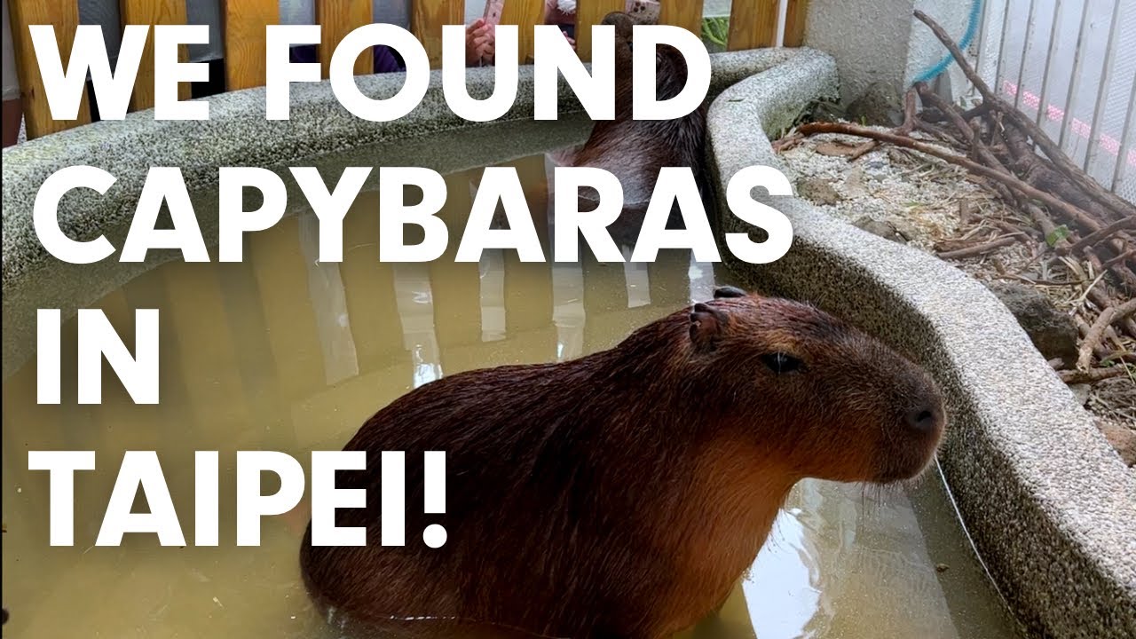This Cafe in Taiwan Has Cute Capybaras! Bonus: Hotpot Dinner In Taipei