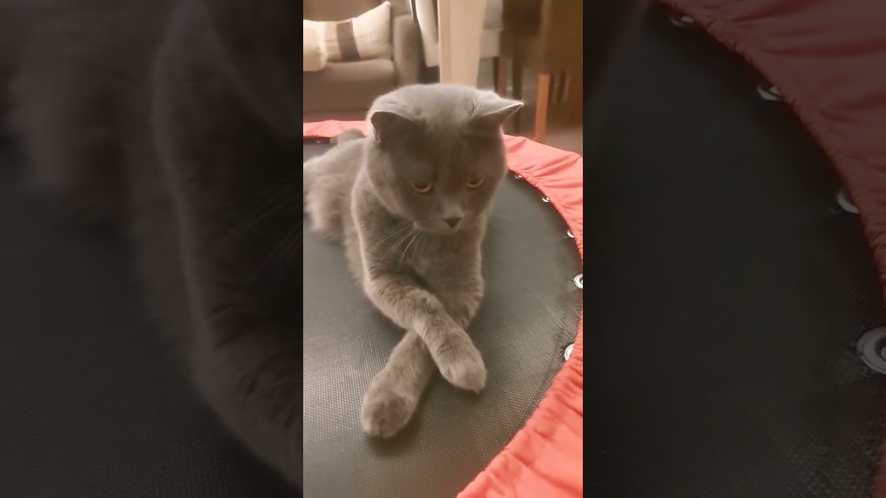#cat