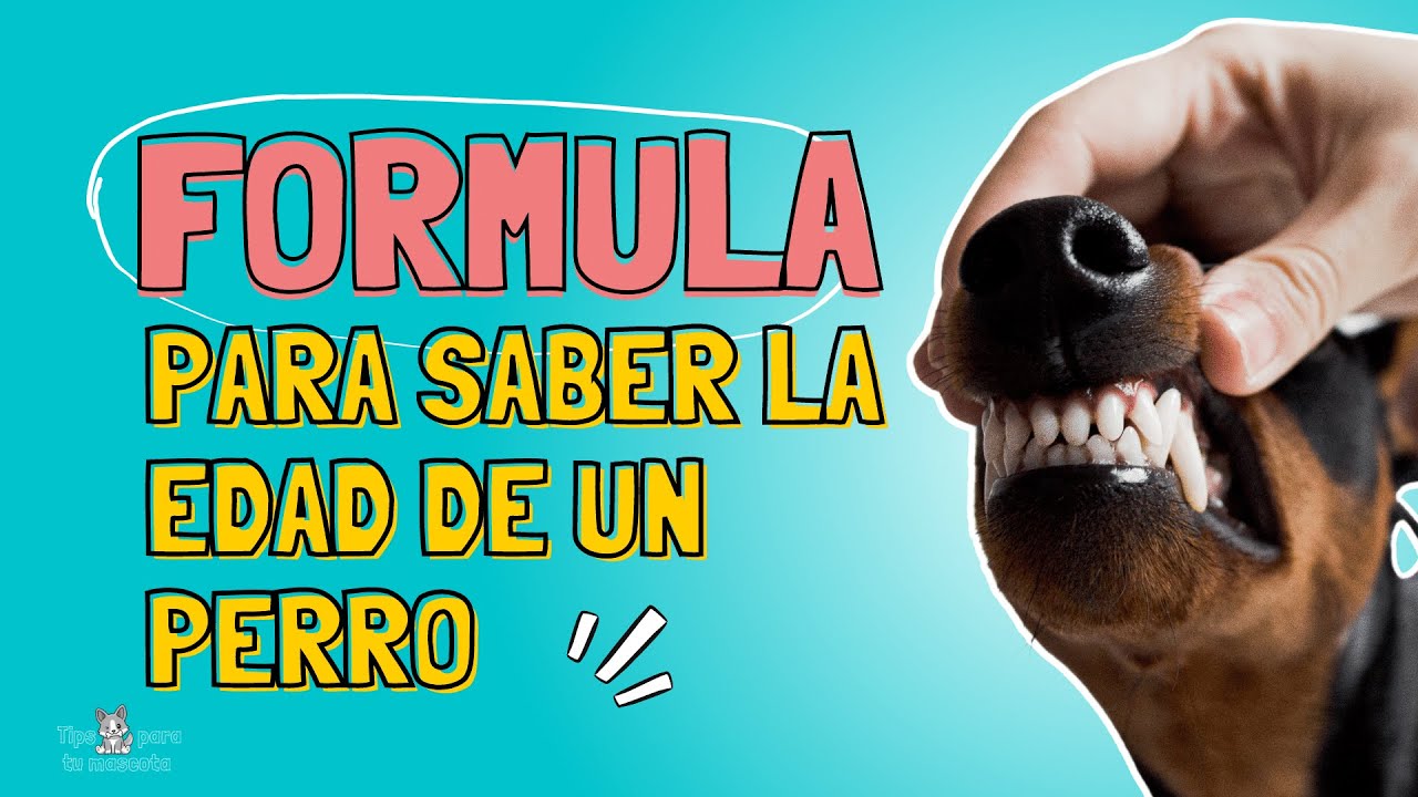 ¿CÓMO CALCULAR LA EDAD DE UN PERRO TAN SOLO VIENDO SUS DIENTES?