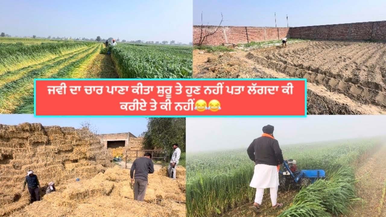 ਜਵੀ ਦਾ ਚਾਰ ਪਾਣਾ ਕੀਤਾ ਸ਼ੁਰੂ ਤੇ ਹੁਣ ਨਹੀਂ ਪਤਾ ਲੱਗਦਾ ਕੀ ਕਰੀਏ ਤੇ ਕੀ ਨਹੀਂ😂😂
