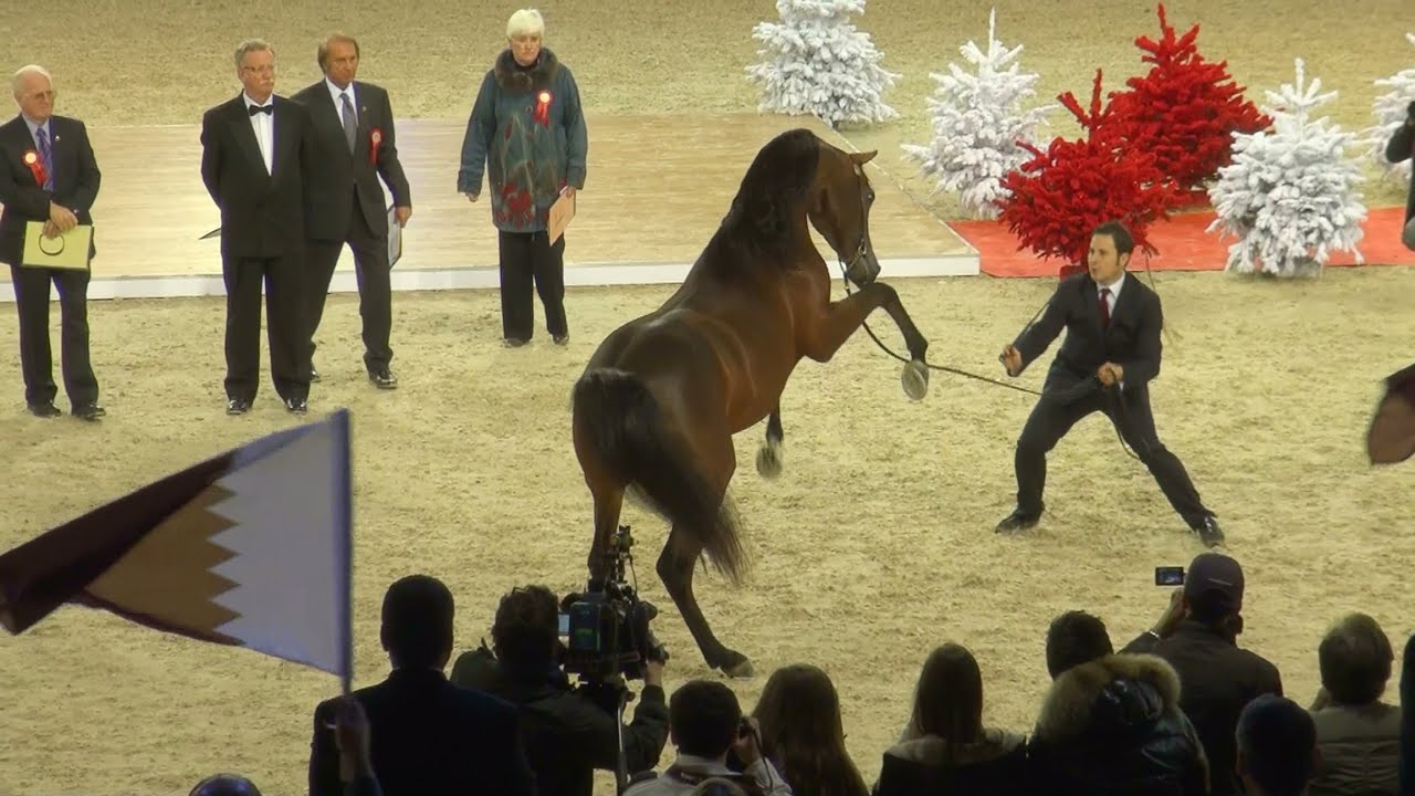 Championnat du Monde du Cheval arabe.Junior Mâle. Paris 2011