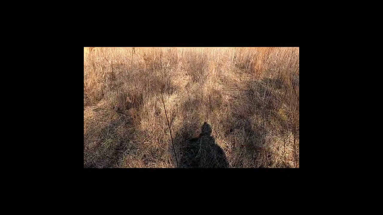 DELAWARE RABBIT DOG HUNTING 1/16/2026 RAN 3 KILLED TWO