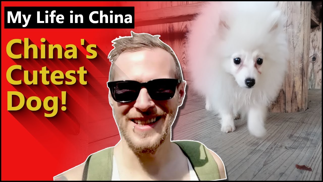 My Life In China - China's Cutest Dog!! Introducing Puff