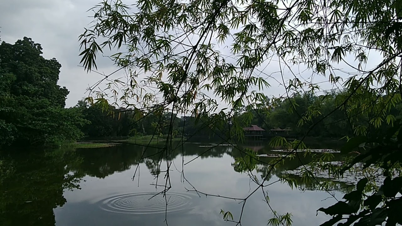 Birds Sounds and Lake Background Video✔
