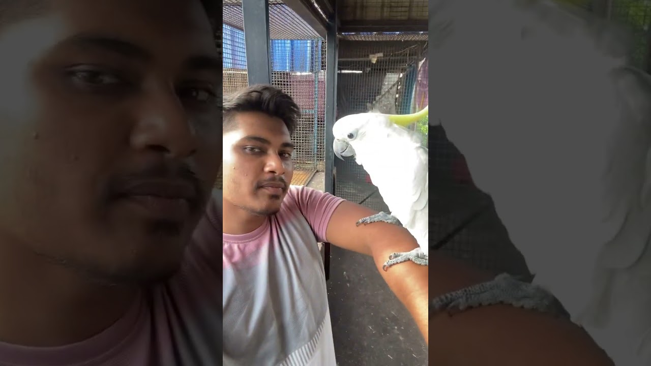 Tamed Talking Cockatoo 🦜