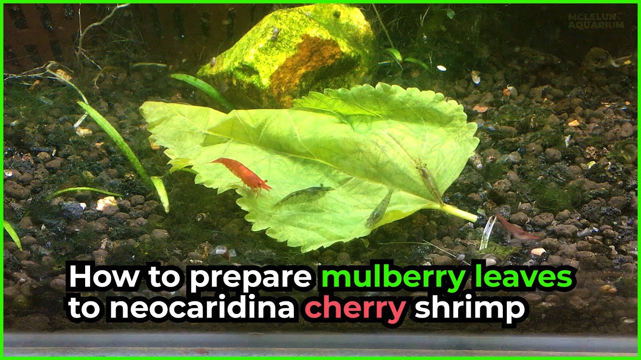 How To Prepare Mulberry Leaf For Red Cherry Neocaridina Shrimp?