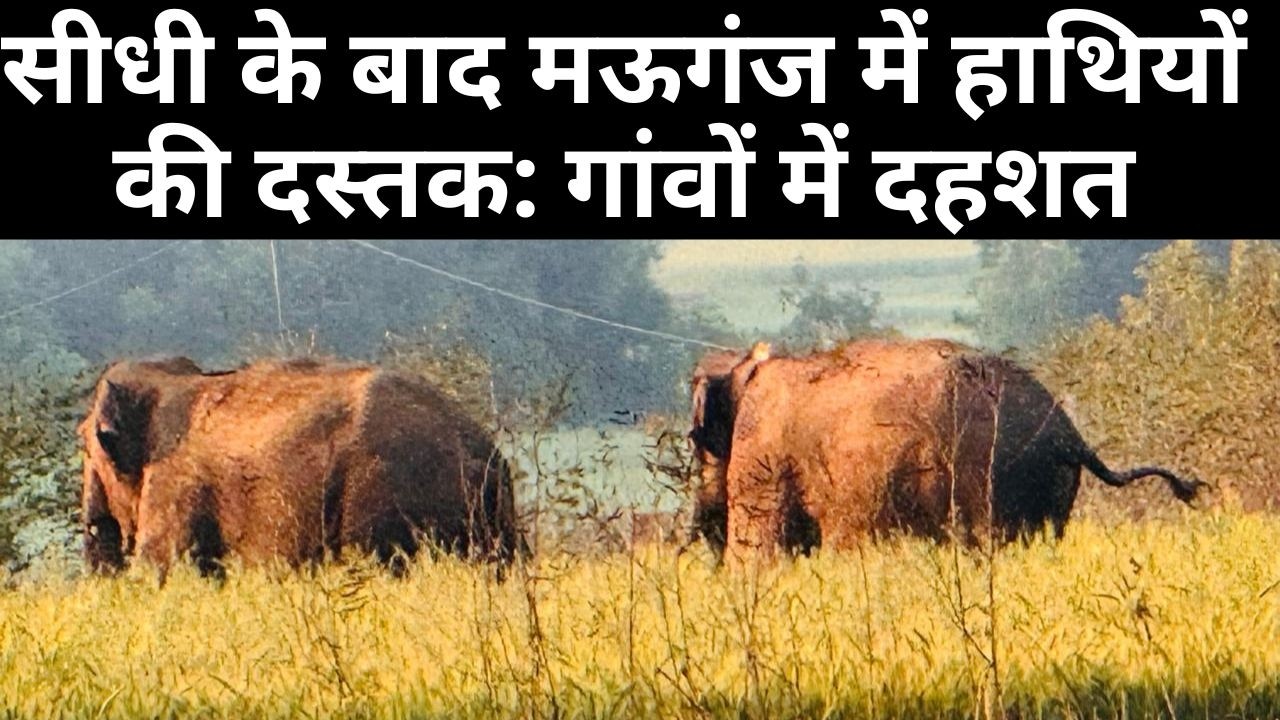 सीधी के बाद मऊगंज में हाथियों की दस्तक: गांवों में दहशत, वन विभाग के साथ साथ पूरा प्रशासन अलर्ट...