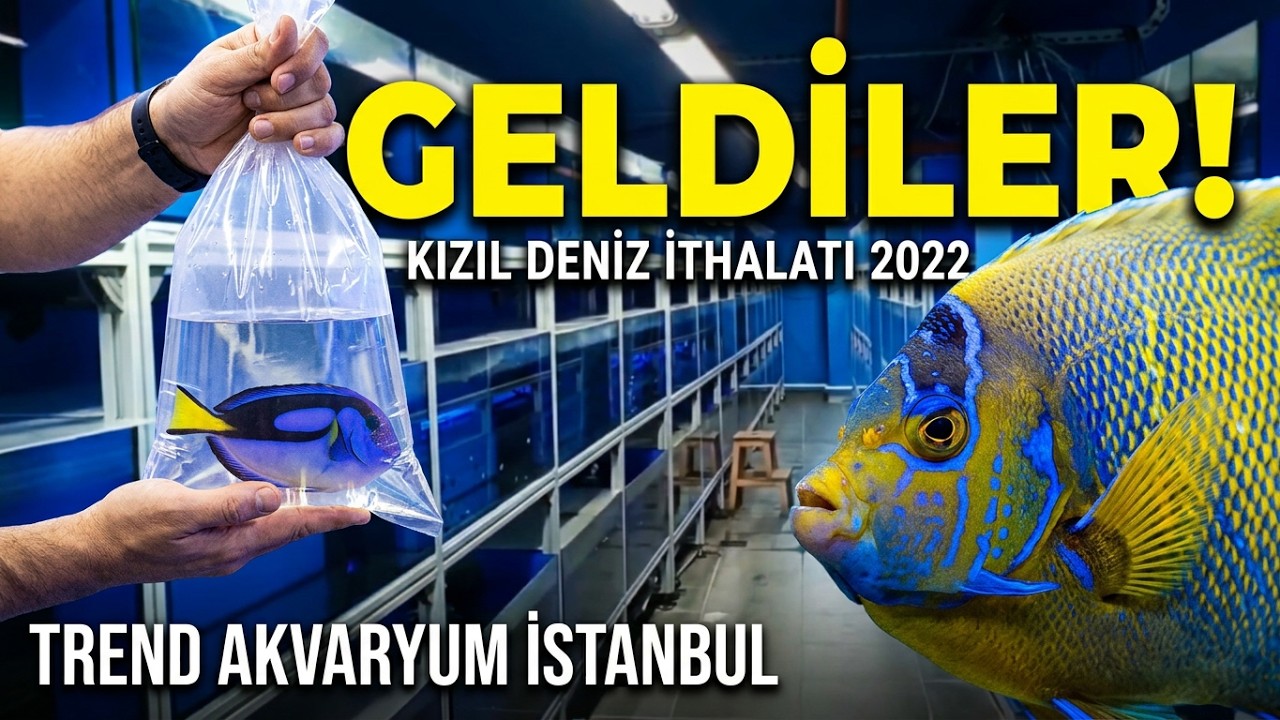 Kızıl Deniz İthalatı 2022 Türkiye Trend Akvaryum İstanbul