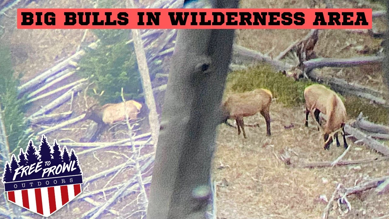 Montana DIY Elk | Big Bulls in Wilderness Area