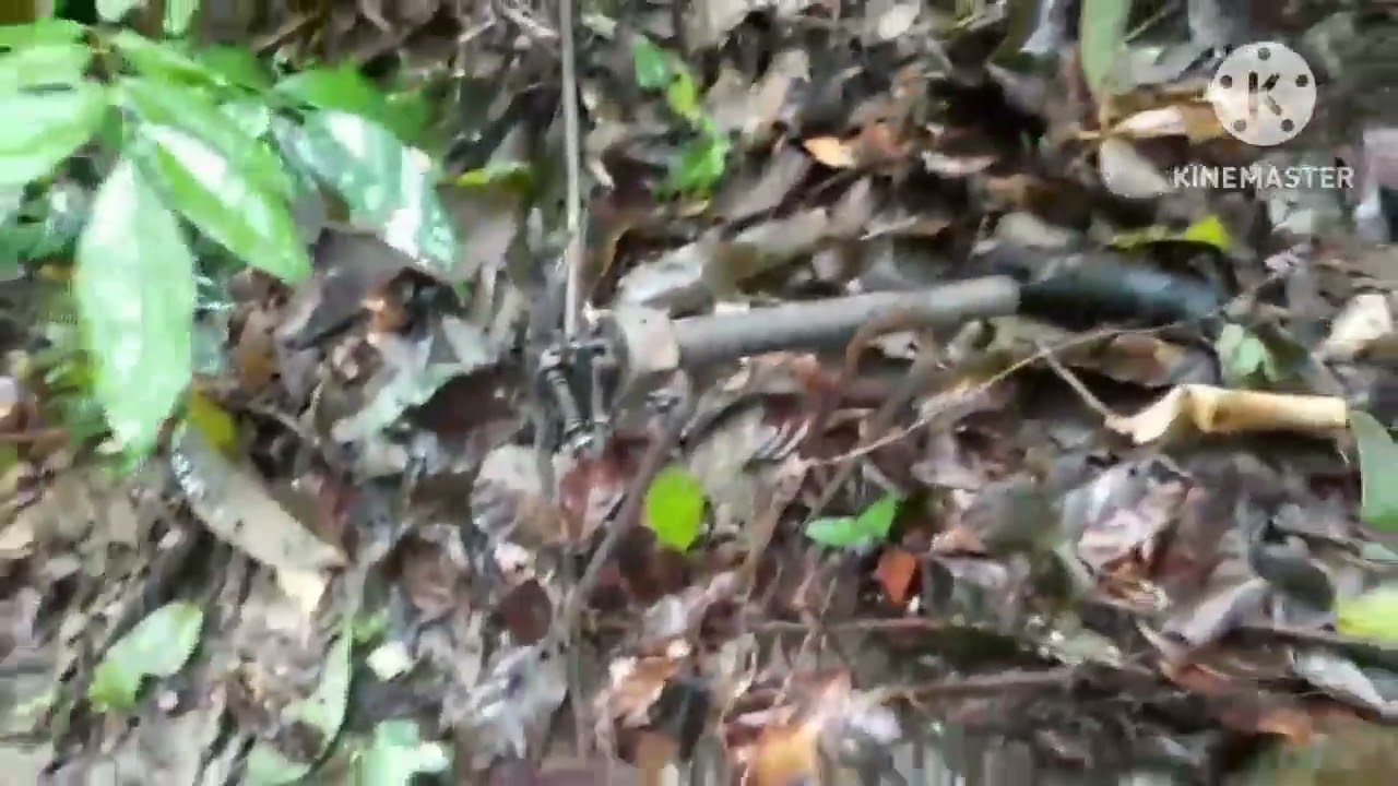 caçada de trabuco rendeu um tatu primeira de 2023