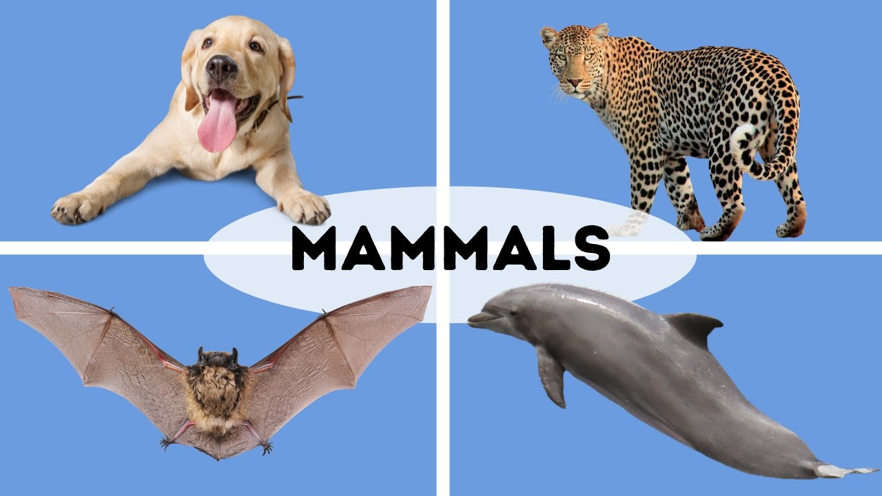 10 Traits of Mammals